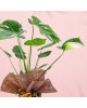 Deve Tabanı (Monstera Deliciosa)